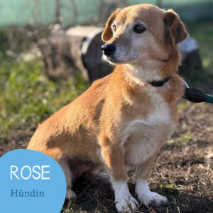 Mehr über den Artikel erfahren ROSE