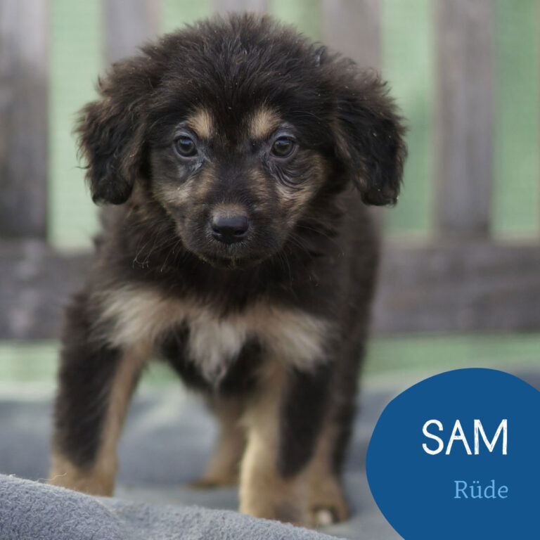 Mehr über den Artikel erfahren SAM