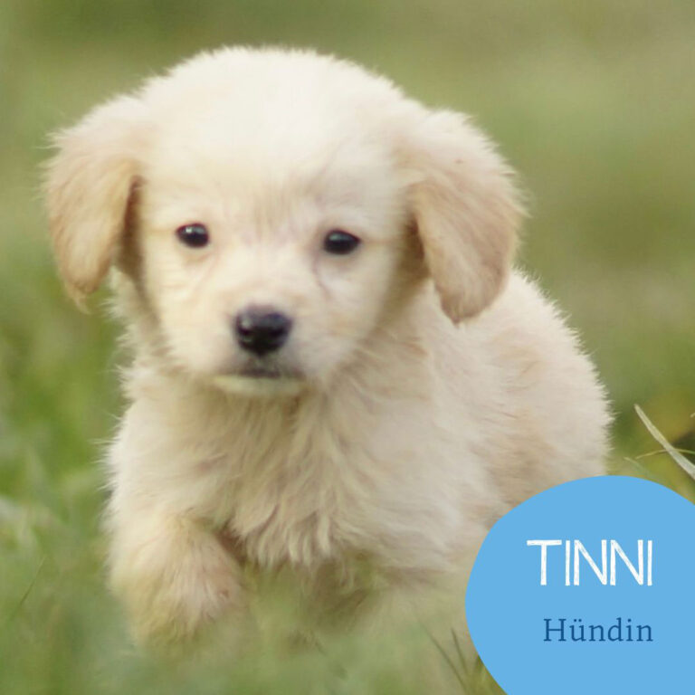 Mehr über den Artikel erfahren TINNI