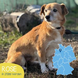 Mehr über den Artikel erfahren ROSE