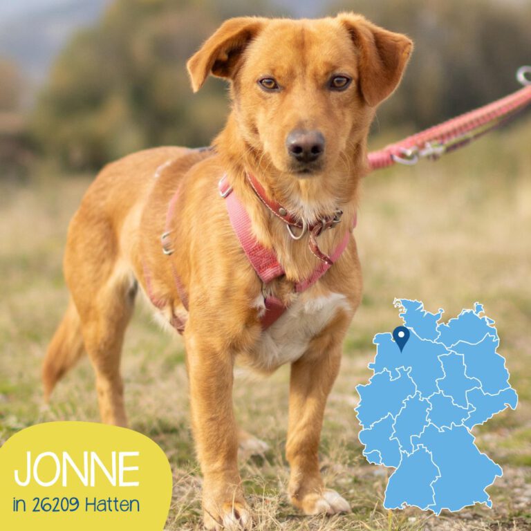 Mehr über den Artikel erfahren JONNE