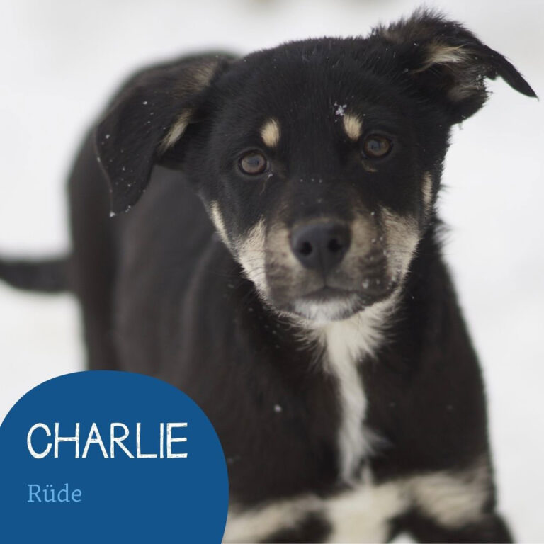 Mehr über den Artikel erfahren CHARLIE