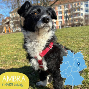 Mehr über den Artikel erfahren AMBRA