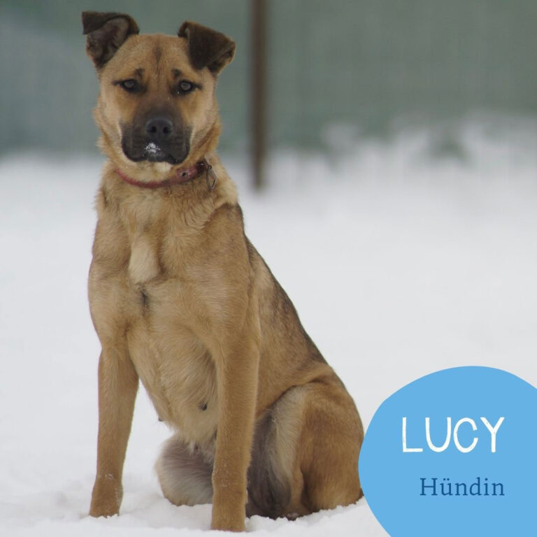 Mehr über den Artikel erfahren LUCY