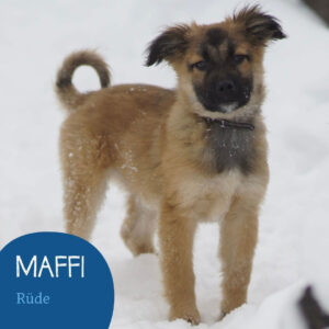 Mehr über den Artikel erfahren MAFFI