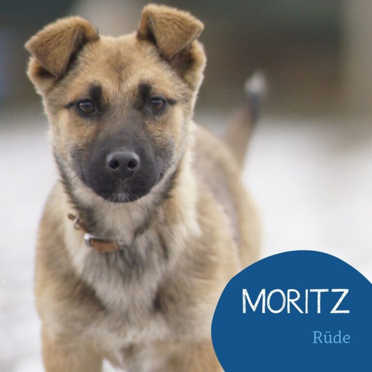 Mehr über den Artikel erfahren MORITZ