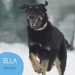 Mehr über den Artikel erfahren ELLA