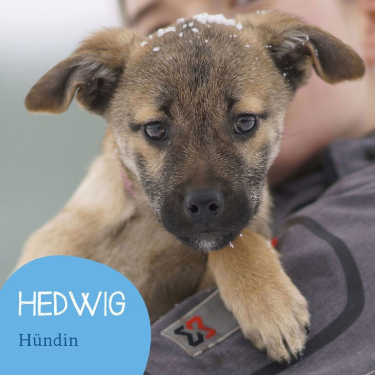 Mehr über den Artikel erfahren HEDWIG