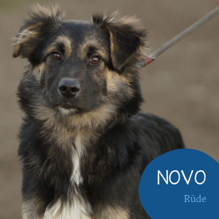 Mehr über den Artikel erfahren NOVO