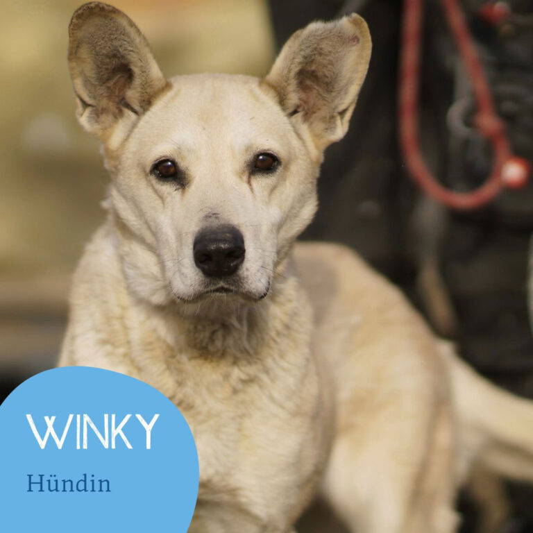 Mehr über den Artikel erfahren WINKY