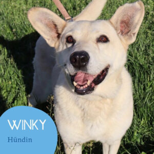 Mehr über den Artikel erfahren WINKY