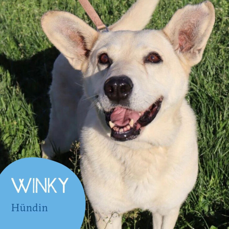 Mehr über den Artikel erfahren WINKY