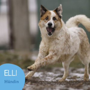 Mehr über den Artikel erfahren ELLI