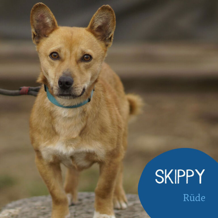 Mehr über den Artikel erfahren SKIPPY