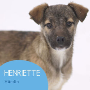 Mehr über den Artikel erfahren HENRIETTE