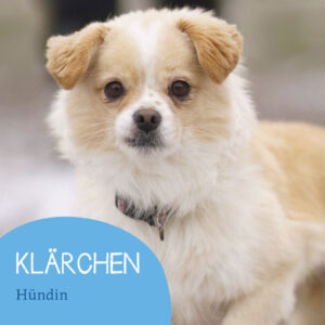 Mehr über den Artikel erfahren Klärchen