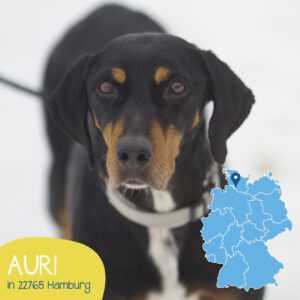 Mehr über den Artikel erfahren AURI