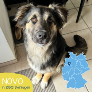 Mehr über den Artikel erfahren NOVO