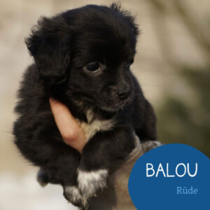 Mehr über den Artikel erfahren BALOU