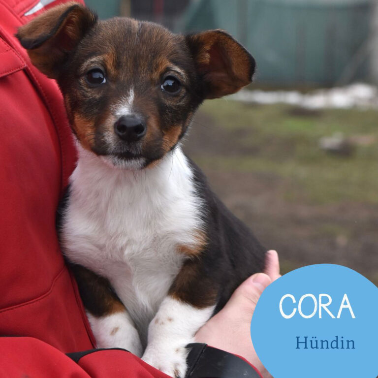 Mehr über den Artikel erfahren CORA