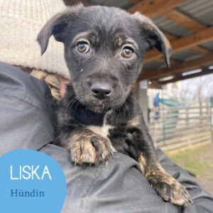 Mehr über den Artikel erfahren LISKA