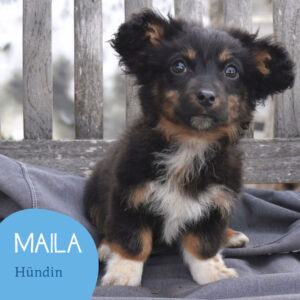 Mehr über den Artikel erfahren MAILA