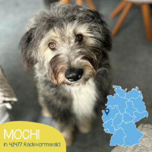 Mehr über den Artikel erfahren MOCHI