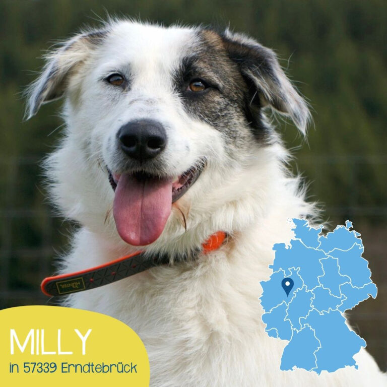 Mehr über den Artikel erfahren MILLY