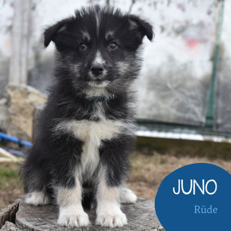 Mehr über den Artikel erfahren JUNO