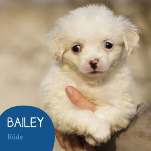 Mehr über den Artikel erfahren BAILEY