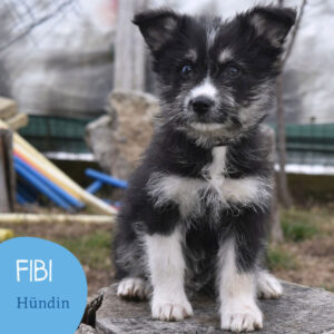 Mehr über den Artikel erfahren FIBI