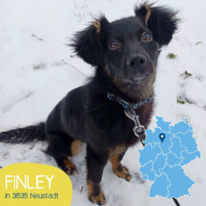 Mehr über den Artikel erfahren FINLEY