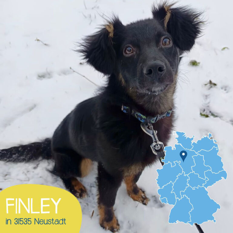 Mehr über den Artikel erfahren FINLEY