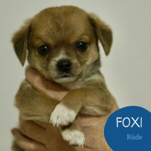 Mehr über den Artikel erfahren FOXI