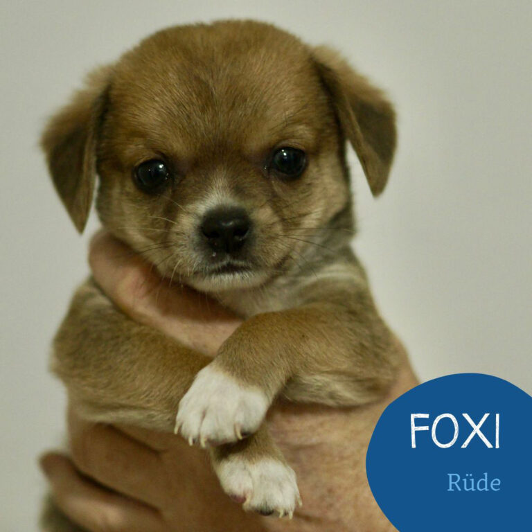 Mehr über den Artikel erfahren FOXI