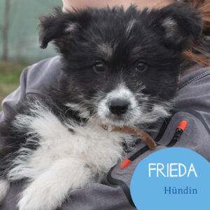 Mehr über den Artikel erfahren FRIEDA