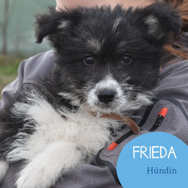 Mehr über den Artikel erfahren FRIEDA