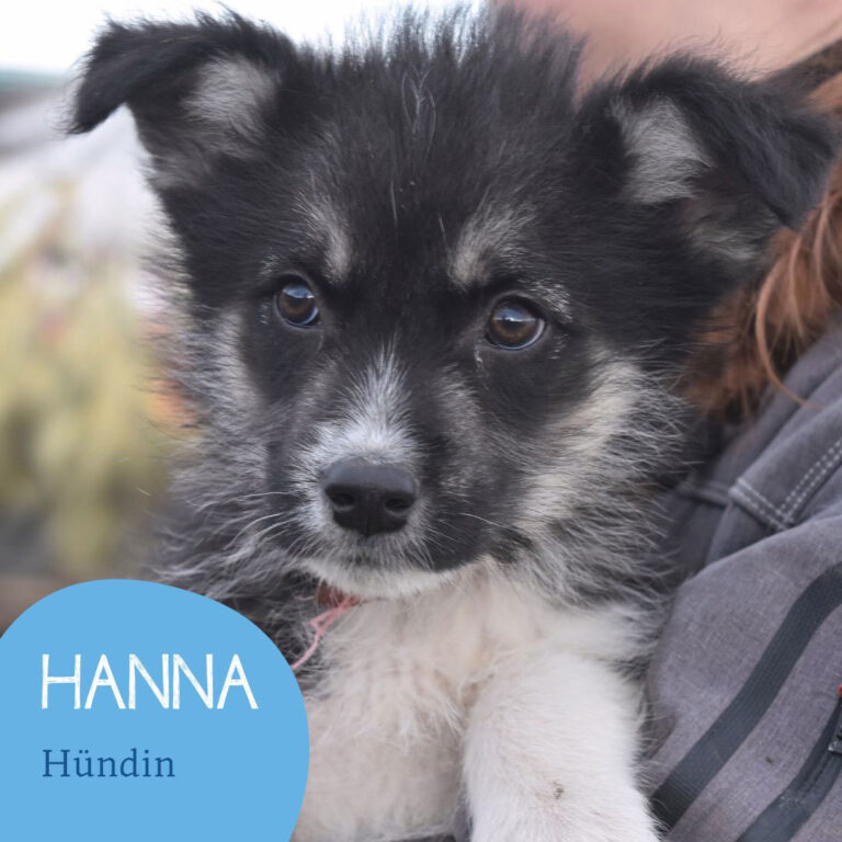 Mehr über den Artikel erfahren HANNA