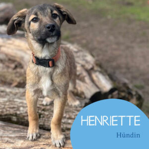 Mehr über den Artikel erfahren HENRIETTE