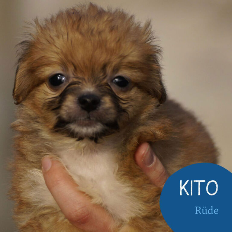 Mehr über den Artikel erfahren KITO