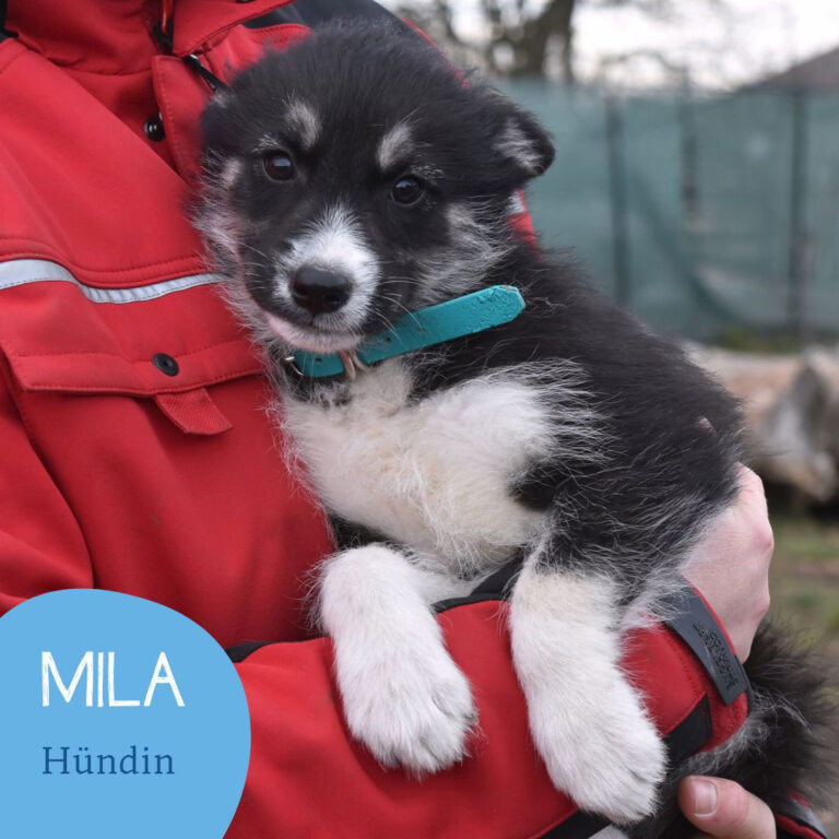 Mehr über den Artikel erfahren MILA