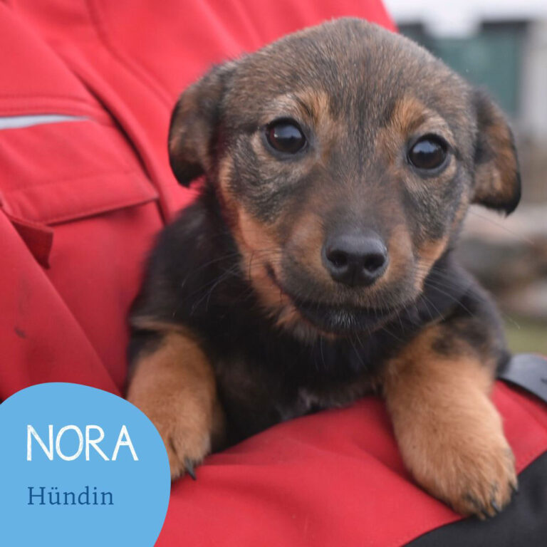 Mehr über den Artikel erfahren NORA