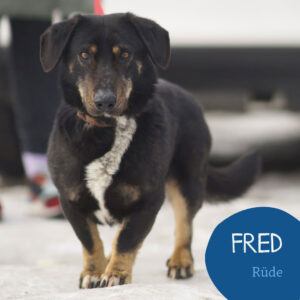 Mehr über den Artikel erfahren FRED