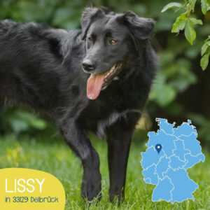 Mehr über den Artikel erfahren LISSY