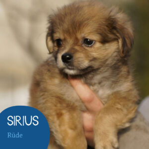 Mehr über den Artikel erfahren SIRIUS