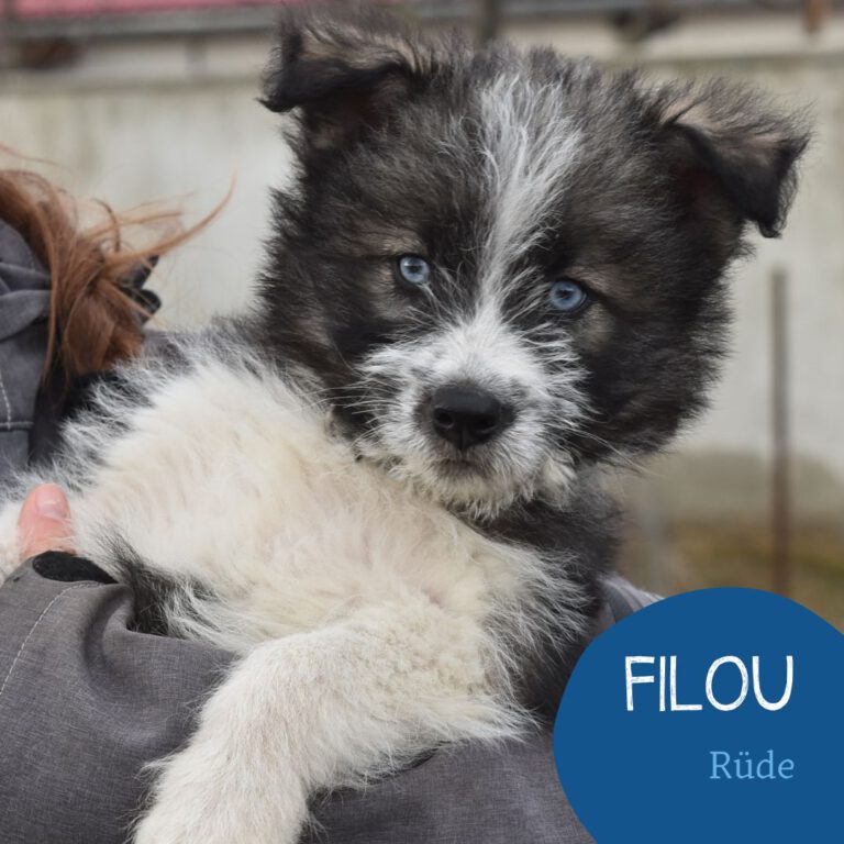 Mehr über den Artikel erfahren FILOU