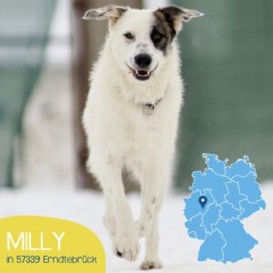 Mehr über den Artikel erfahren MILLY