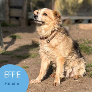 Mehr über den Artikel erfahren EFFIE