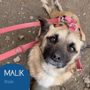 Mehr über den Artikel erfahren MALIK