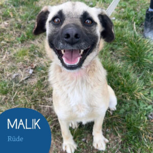 Mehr über den Artikel erfahren MALIK